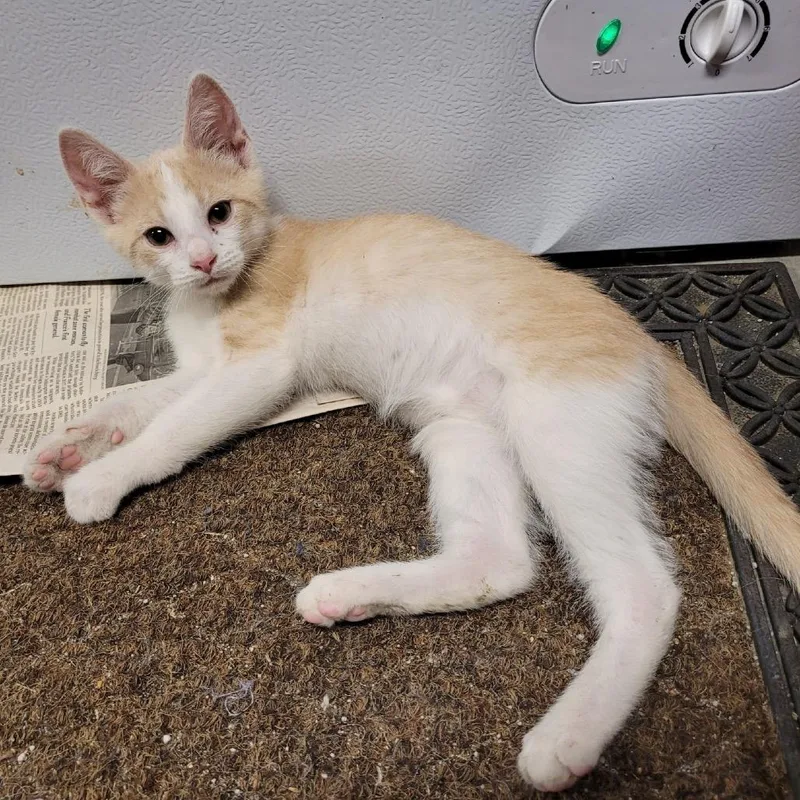 A baby small-sized male American Shorthair cat named Ringo Star for adoption in mount vernon, AR