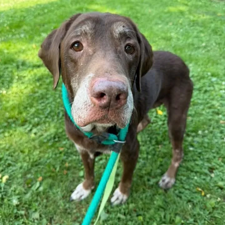 A senior large-sized female Brown / Chocolate Labrador Retriever dog named Kira for adoption in Phoenixville, PA