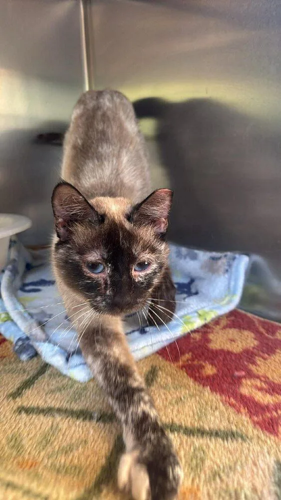 A young medium-sized female Domestic Short Hair cat named Sparrow for adoption in Statesboro, GA