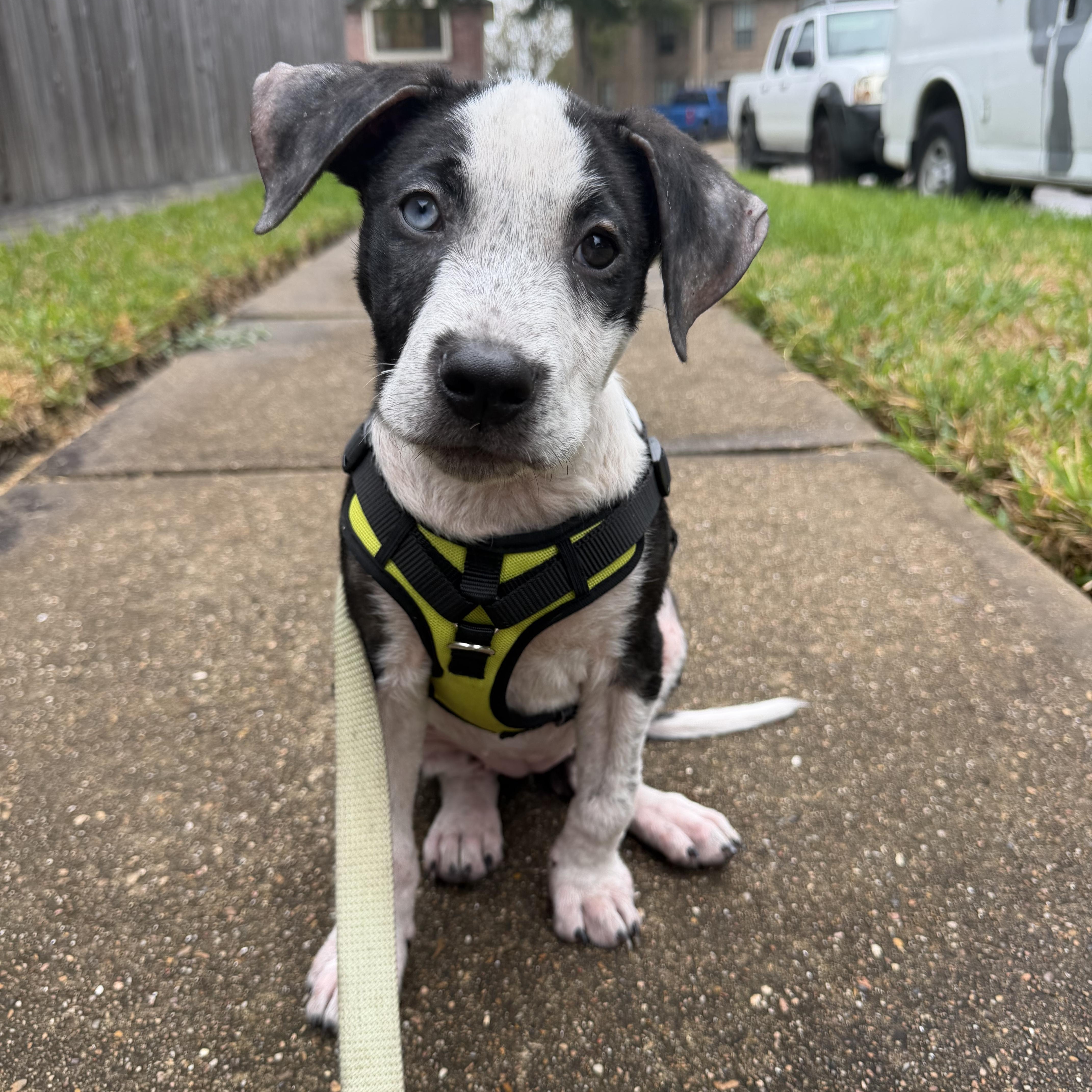 A baby medium-sized female Australian Shepherd dog named Tansy for adoption in Houston, TX