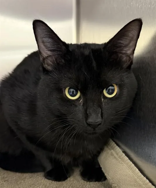 An adult large-sized male Domestic Short Hair cat named Arabica for adoption in Upper Marlboro, MD