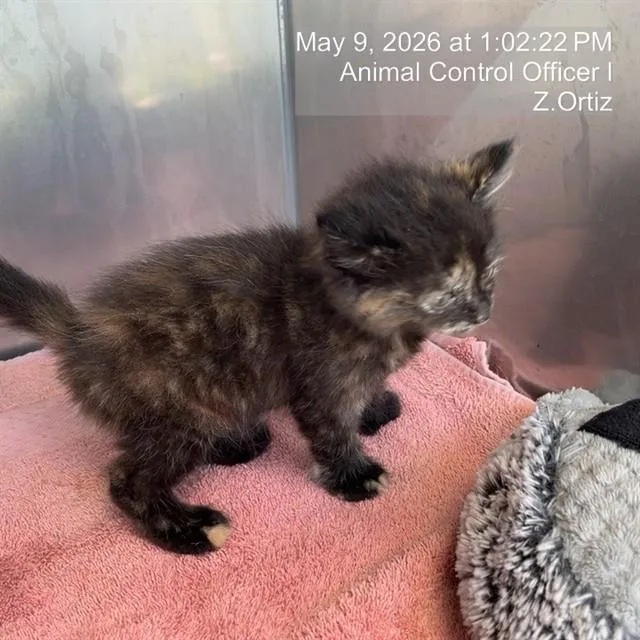 A baby small-sized female Domestic Medium Hair cat named A for adoption in Naples, FL
