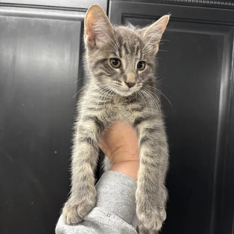 A baby small-sized male Gray / Blue / Silver Domestic Short Hair cat named Moon Pie for adoption in Granville, OH