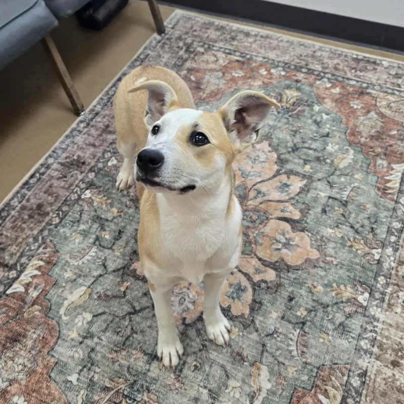 Bambi