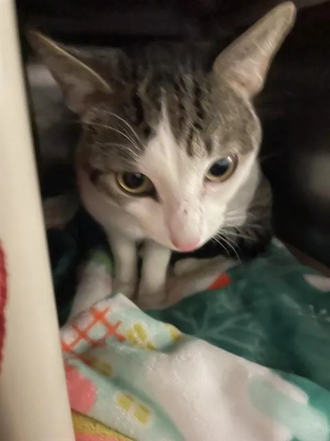 An adult medium-sized male Domestic Short Hair cat named Stevie for adoption in Boston, MA
