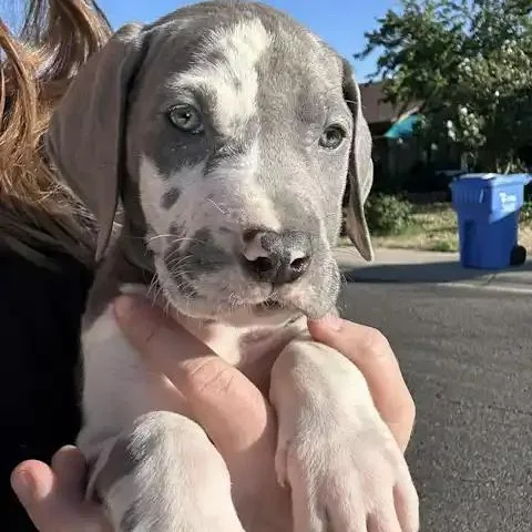 Sterling thumbnail 2