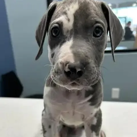 Sterling thumbnail 3