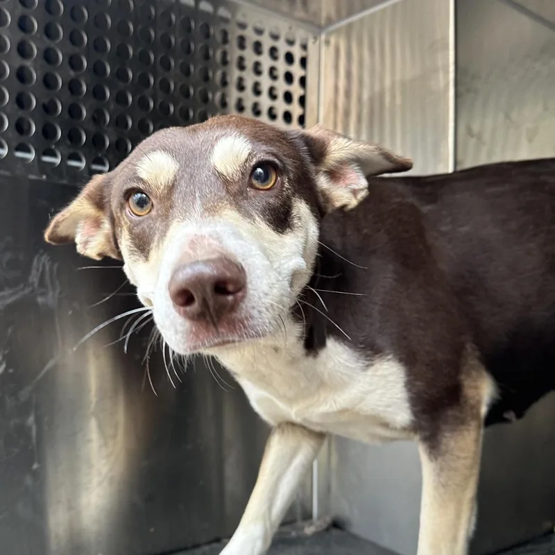 A young medium-sized female Brown / Chocolate Terrier dog named Groot for adoption in Birmingham, AL