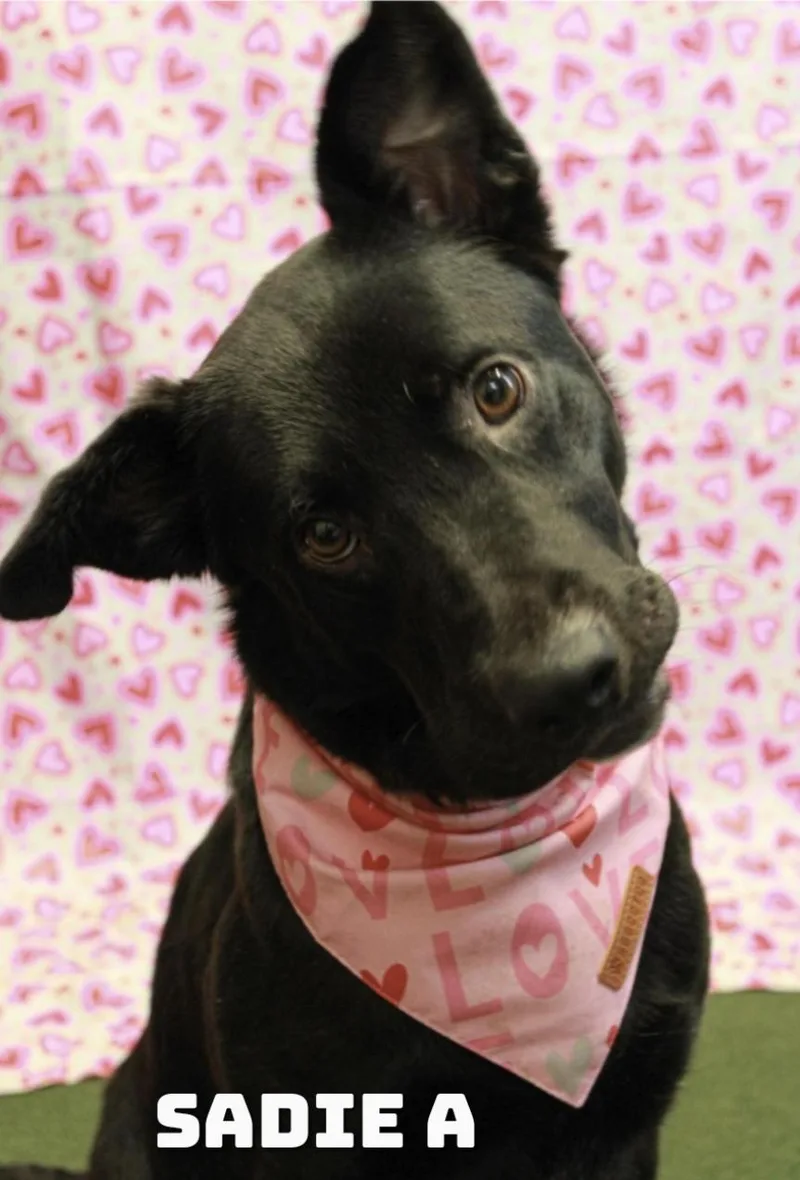 Sadie A