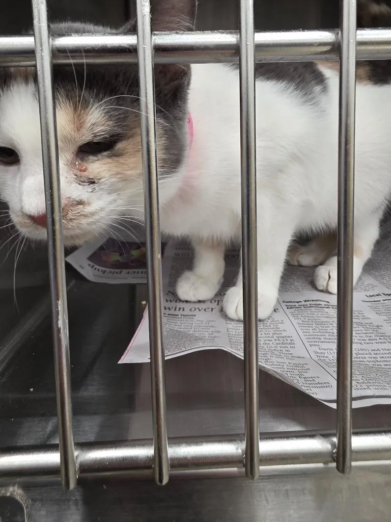 A young small-sized female Domestic Short Hair cat named Cindy Lou Who for adoption in Angola, IN