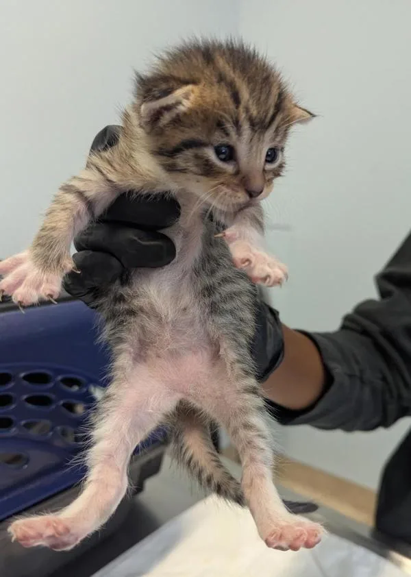 A baby small-sized female Domestic Short Hair cat named Natasha Ramanoff for adoption in Escondido, CA