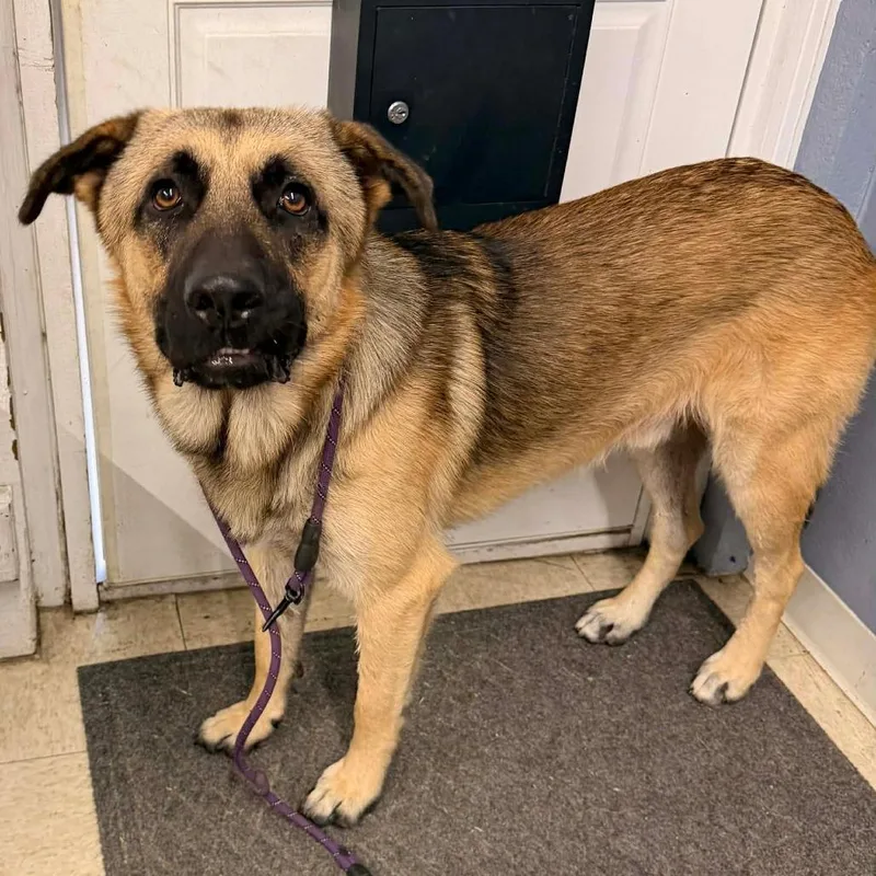 An adult large-sized male Black German Shepherd Dog dog named Dusty for adoption in Tulsa, OK
