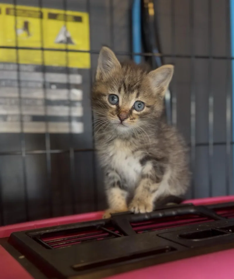 A baby medium-sized male Tabby (Brown / Chocolate) Domestic Medium Hair cat named Mario for adoption in Crown Point, IN