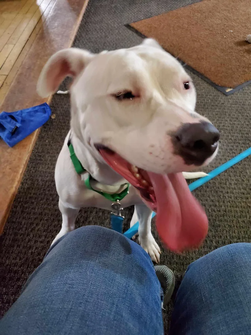 Desdemona  Desi thumbnail 2