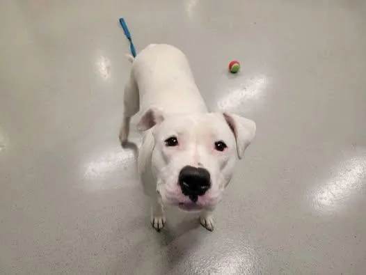 Desdemona  Desi thumbnail 3