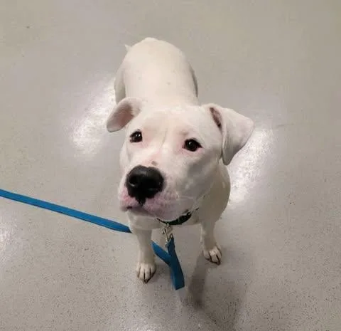 Desdemona  Desi thumbnail 5