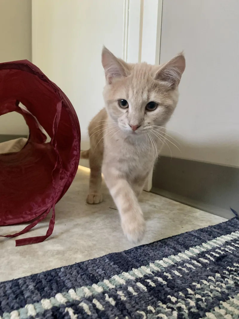 An adult medium-sized male Buff / Tan / Fawn Domestic Short Hair cat named Paul for adoption in Jamestown, ND