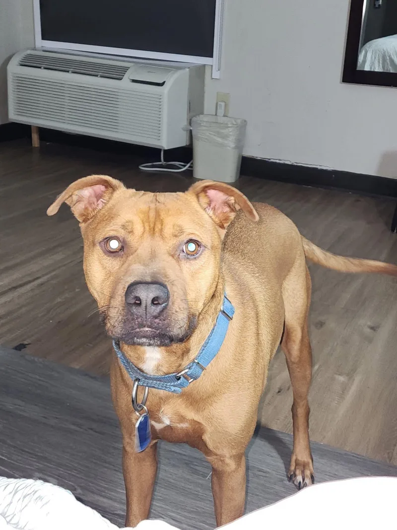 An adult medium-sized male Red / Chestnut / Orange Pit Bull Terrier dog named Johnny for adoption in Scottsville, KY