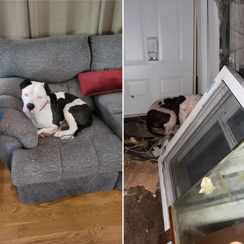 An adult large-sized female Pit Bull Terrier dog named Dandelion for adoption in Troy, MI
