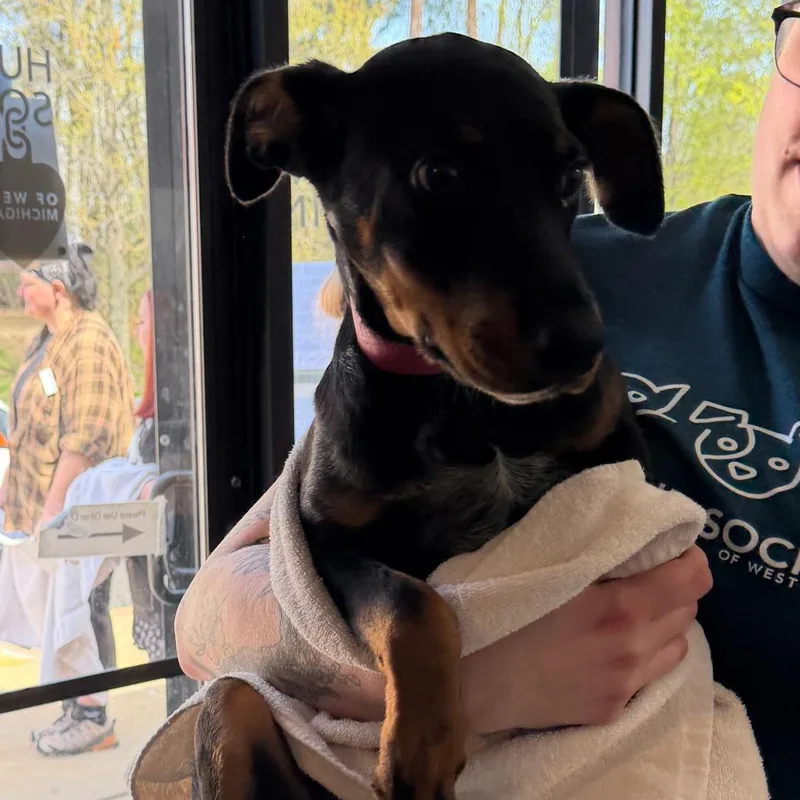A baby small-sized female Black Doberman Pinscher dog named Stevie for adoption in Grand Rapids, MI