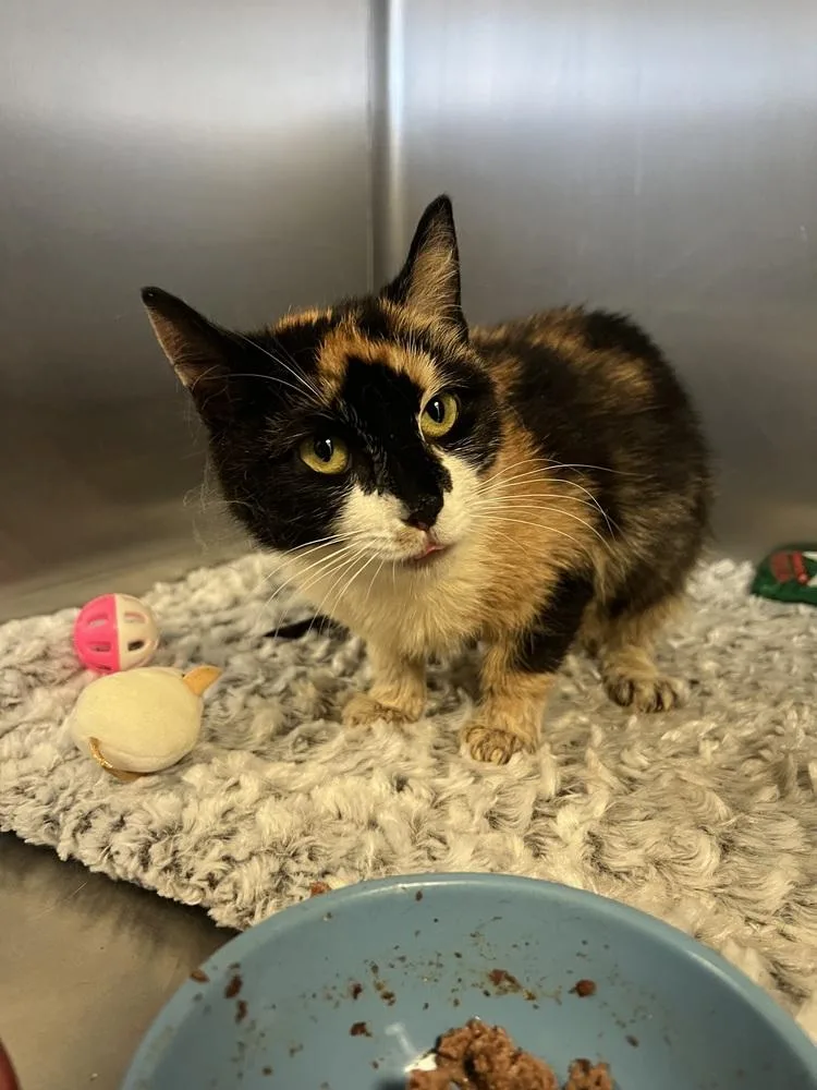 A young small-sized female Domestic Short Hair cat named Noodle for adoption in Oakdale, CA