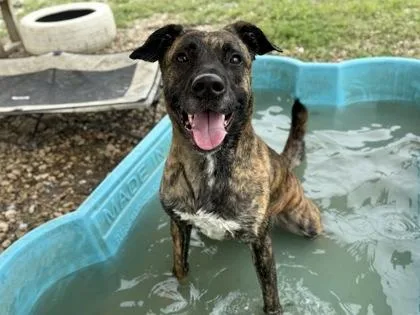 An adult large-sized female Brindle Mixed Breed dog named Akira for adoption in Georgetown, TX