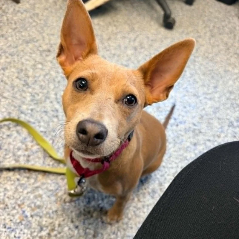 A baby medium-sized female Yellow / Tan / Blond / Fawn Labrador Retriever dog named Sugar for adoption in Phoenixville, PA