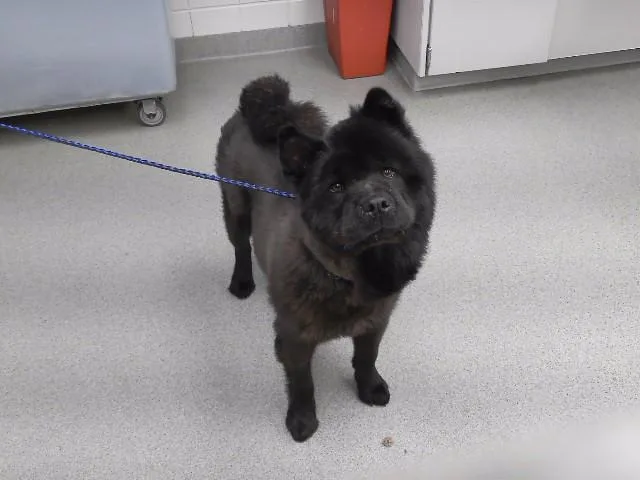 An adult large-sized female Chow Chow dog named Midnight for adoption in Omaha, NE