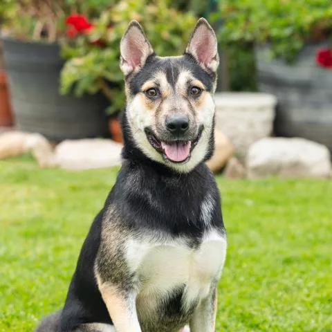 A young medium-sized male German Shepherd Dog dog named Sammy for adoption in Camarillo, CA