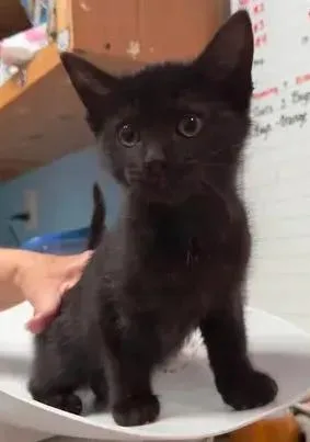 A baby small-sized female Black Domestic Short Hair cat named Ever for adoption in Woodbridge, VA