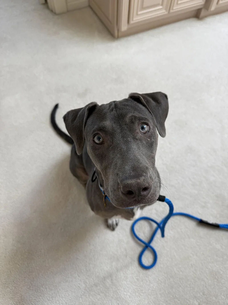 A young medium-sized female Weimaraner dog named Zuzu for adoption in Bothell, WA
