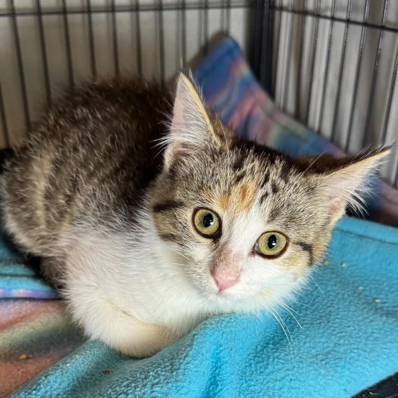 A baby medium-sized female Domestic Short Hair cat named Charlie for adoption in Saginaw, MI