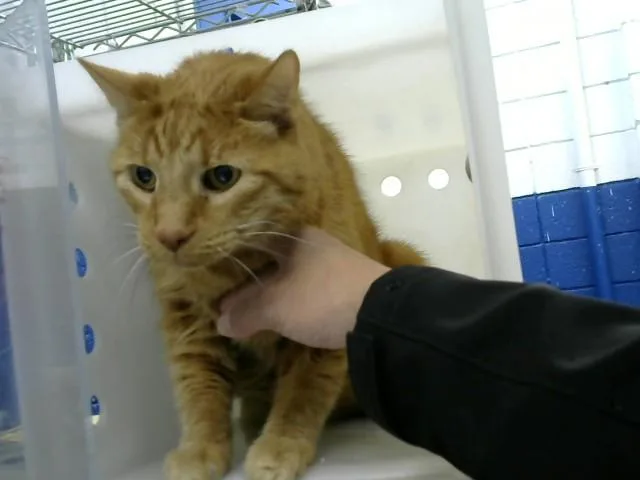 A senior medium-sized male Domestic Short Hair cat named Milo for adoption in Albuquerque, NM