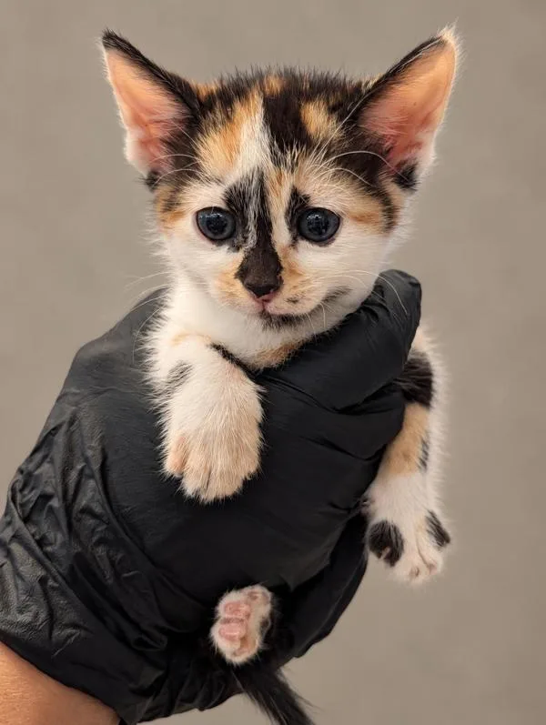 A baby small-sized female Domestic Short Hair cat named Samantha for adoption in Austin, TX