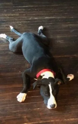 Bocephus thumbnail 5