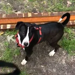 Bocephus thumbnail 6