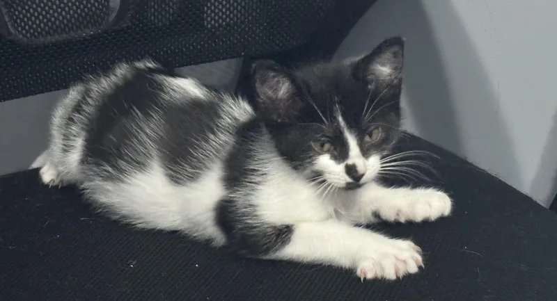 A baby medium-sized female Black & White / Tuxedo Domestic Short Hair cat named Brinley for adoption in Macomb, MI