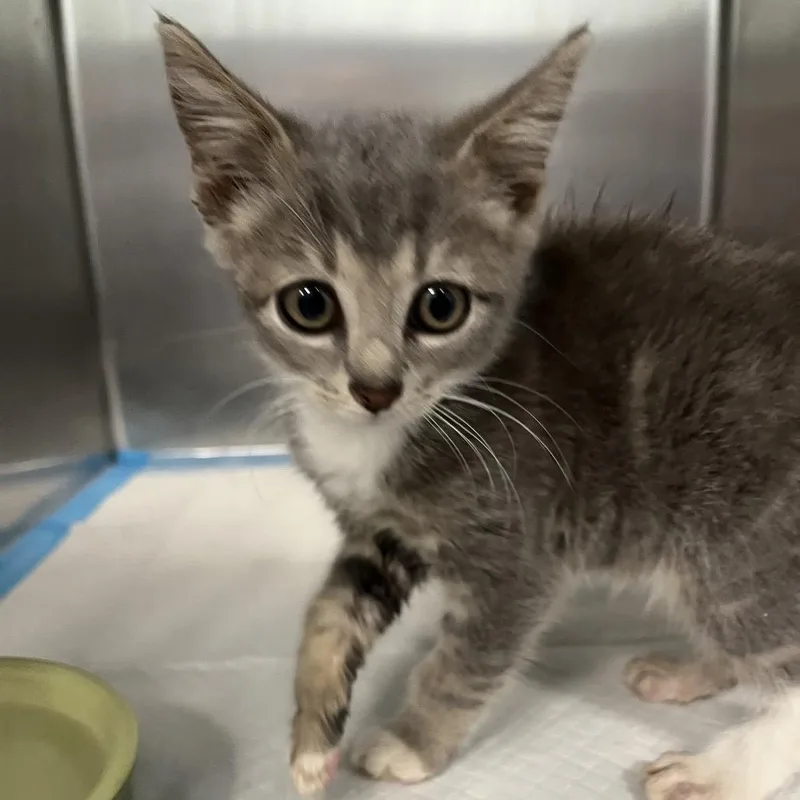 A baby small-sized male Gray / Blue / Silver Domestic Short Hair cat named Opie for adoption in Greensboro, NC