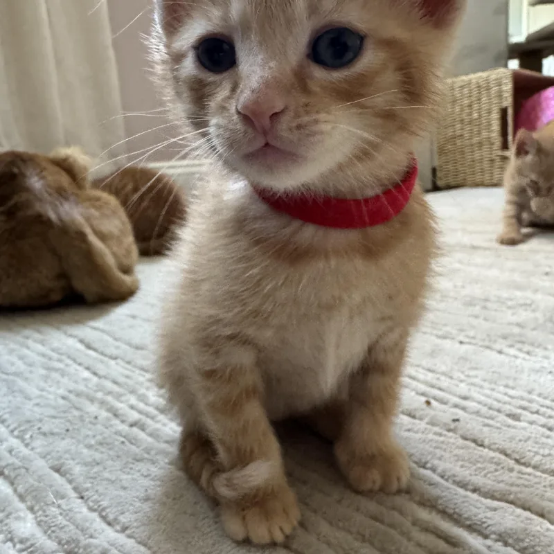 A baby medium-sized male Orange & White American Shorthair cat named Helix & Gauge for adoption in Manchester, CT