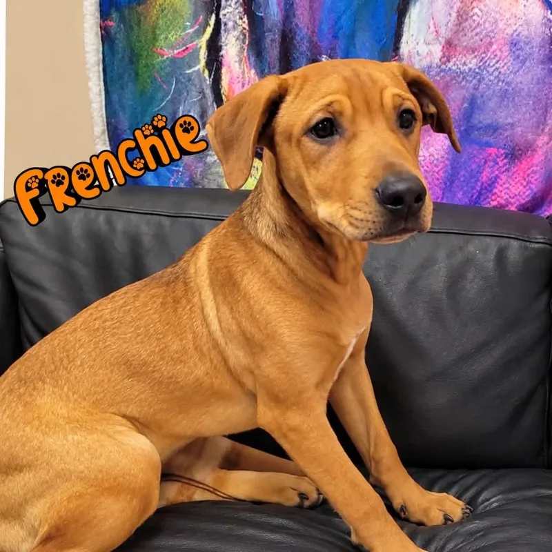 A young medium-sized male Labrador Retriever dog named Frenchie for adoption in Rock Hill, NY