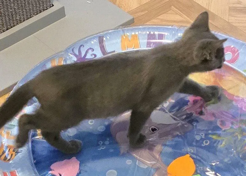A baby medium-sized male Gray / Blue / Silver Domestic Short Hair cat named Aston for adoption in Shawnee, KS