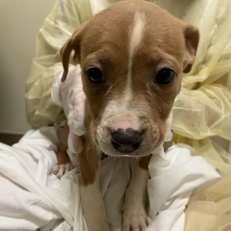 A baby small-sized female Brown / Chocolate Mixed Breed dog named Rex for adoption in Lynchburg, VA