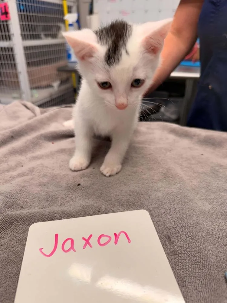 A baby small-sized male Black & White / Tuxedo Domestic Short Hair cat named Jaxon for adoption in Vancouver, WA