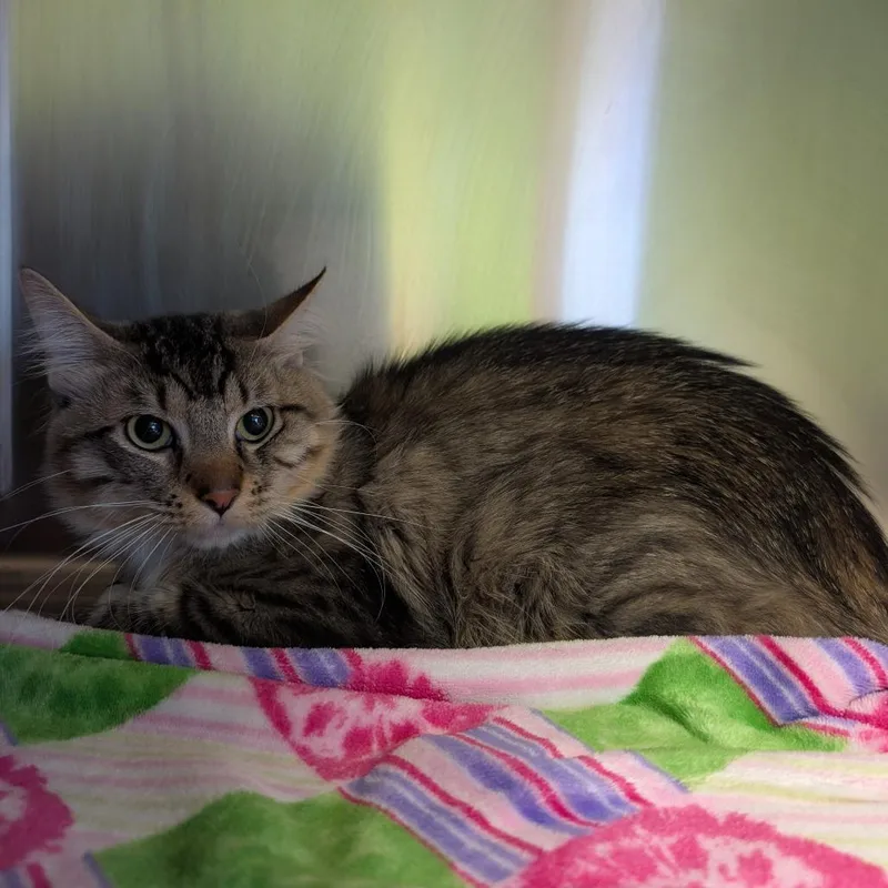 A young small-sized male Cream / Ivory Domestic Short Hair cat named Violet for adoption in Emporia, KS