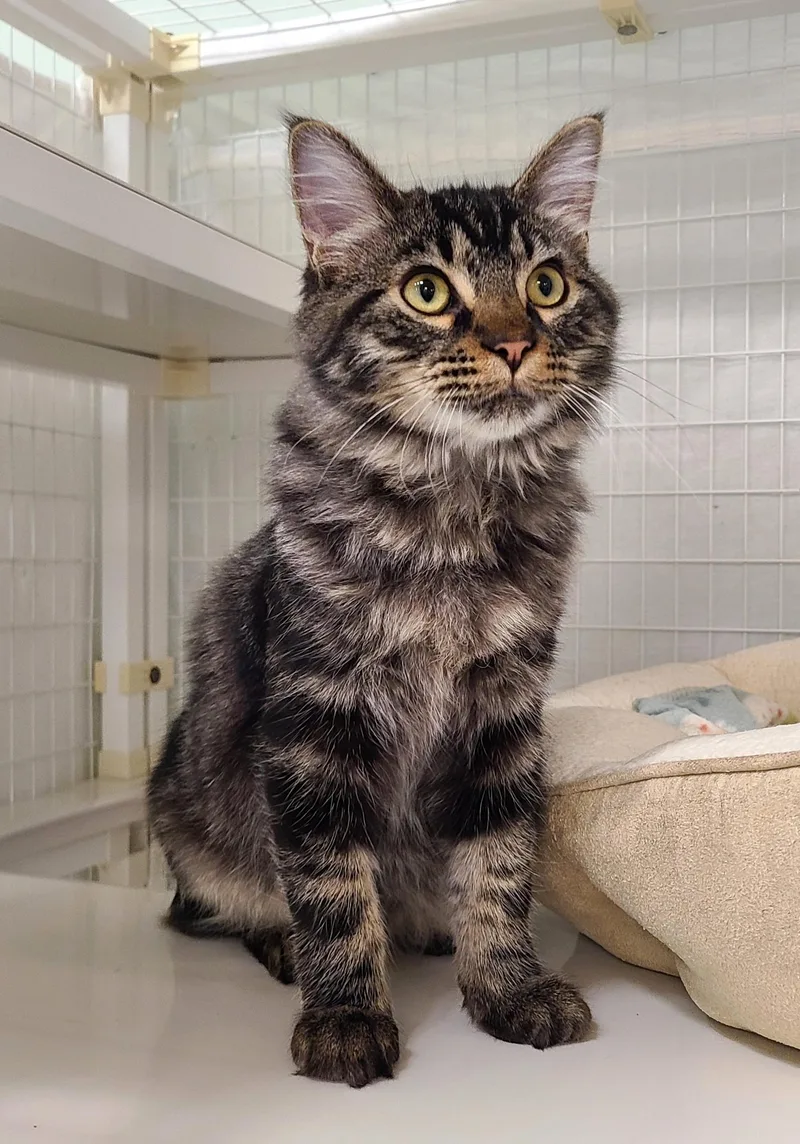 A baby medium-sized male Tabby (Brown / Chocolate) Domestic Medium Hair cat named Marcello for adoption in Kirkland, WA