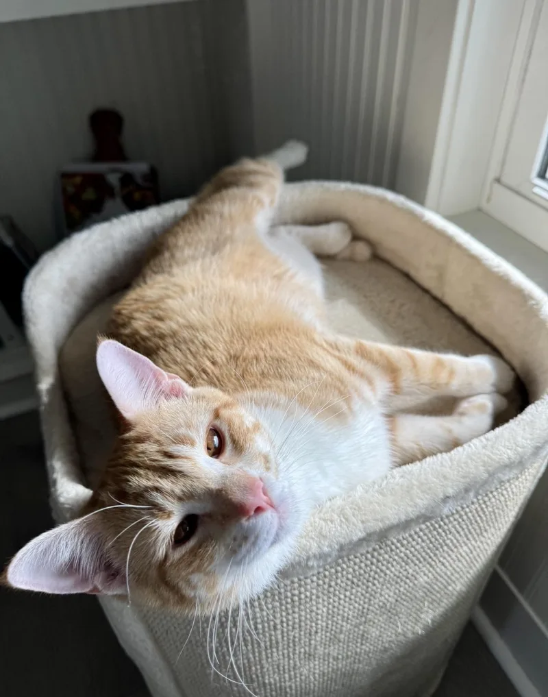 A young medium-sized male Orange & White Domestic Short Hair cat named Rigel for adoption in Allegan, MI