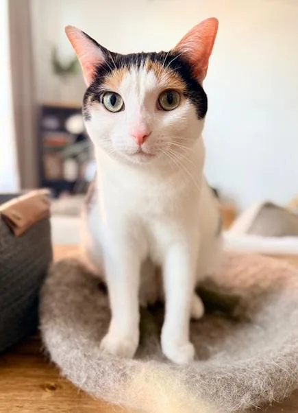 Lei Is More Beautiful thumbnail 2