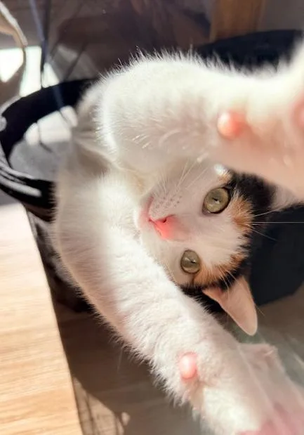 Lei Is More Beautiful thumbnail 3