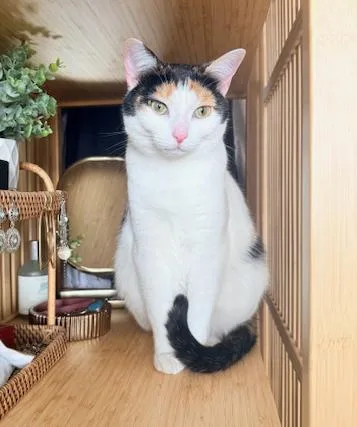 Lei Is More Beautiful thumbnail 4