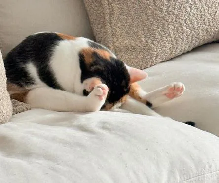 Lei Is More Beautiful thumbnail 5